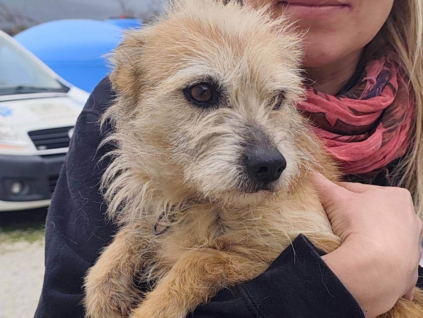 Adotta il cane Beretta a Roma