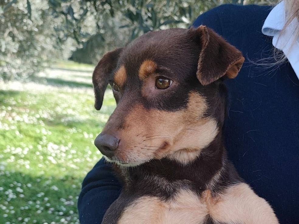 Adozione cane, femmina, Razza sconosciuta Razza sconosciuta, 1 anno e 9 mesi, taglia media contenuta, Roma