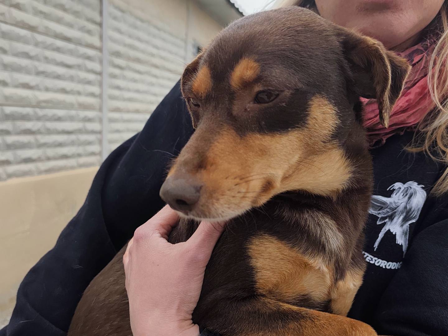 Adotta un cane, femmina, 1 anno e 9 mesi, Roma