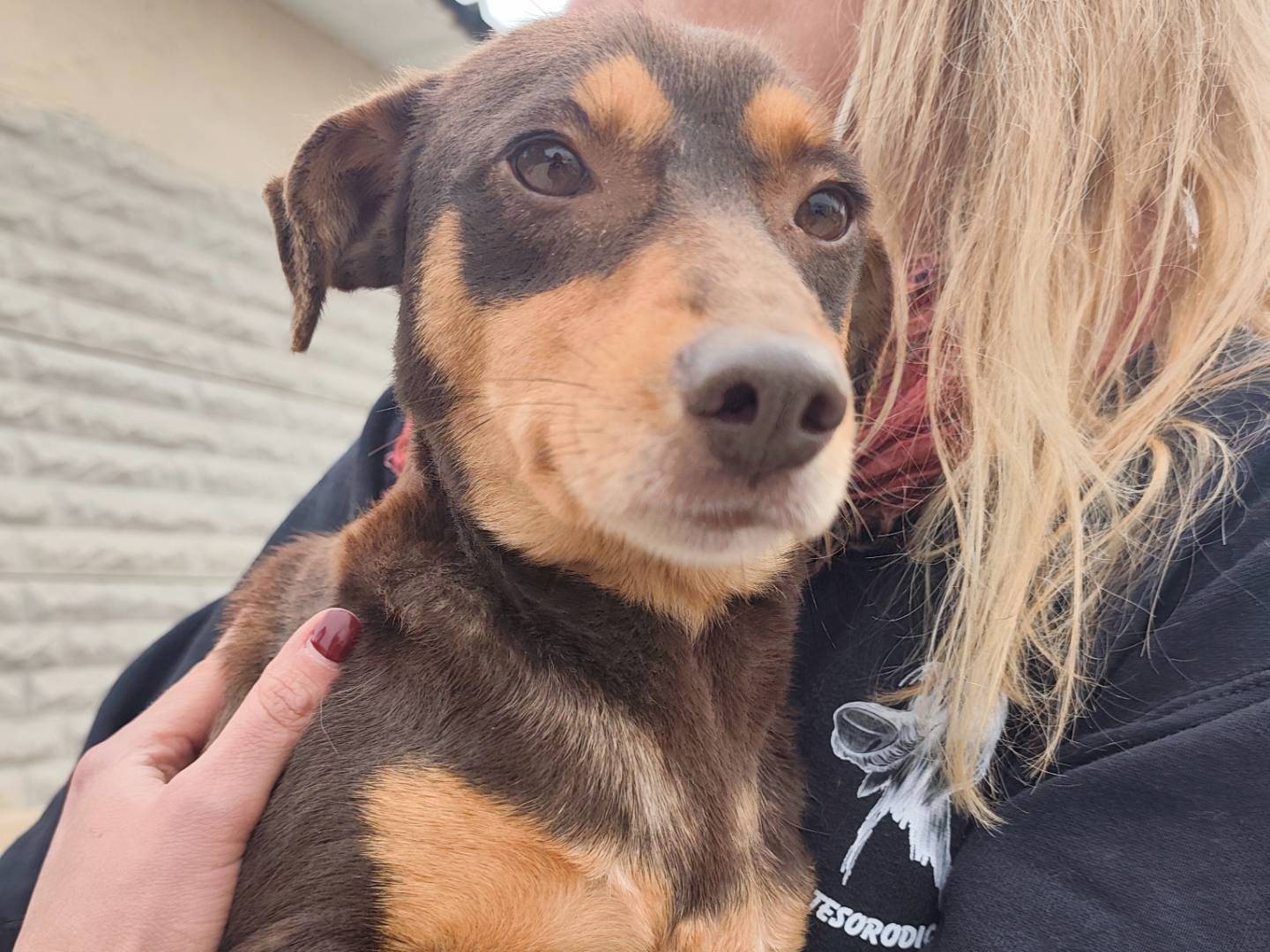 Adotta un cane, taglia media contenuta, femmina, Roma