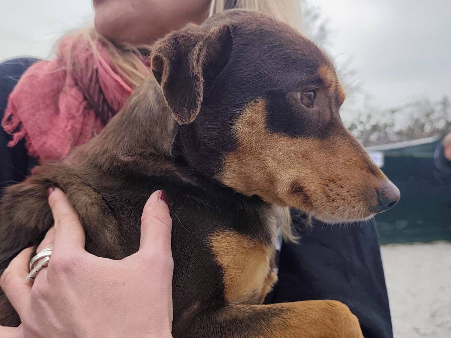 Vuoi adottare un cane a Roma?