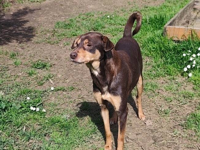 Adotta il cane Mou a Roma