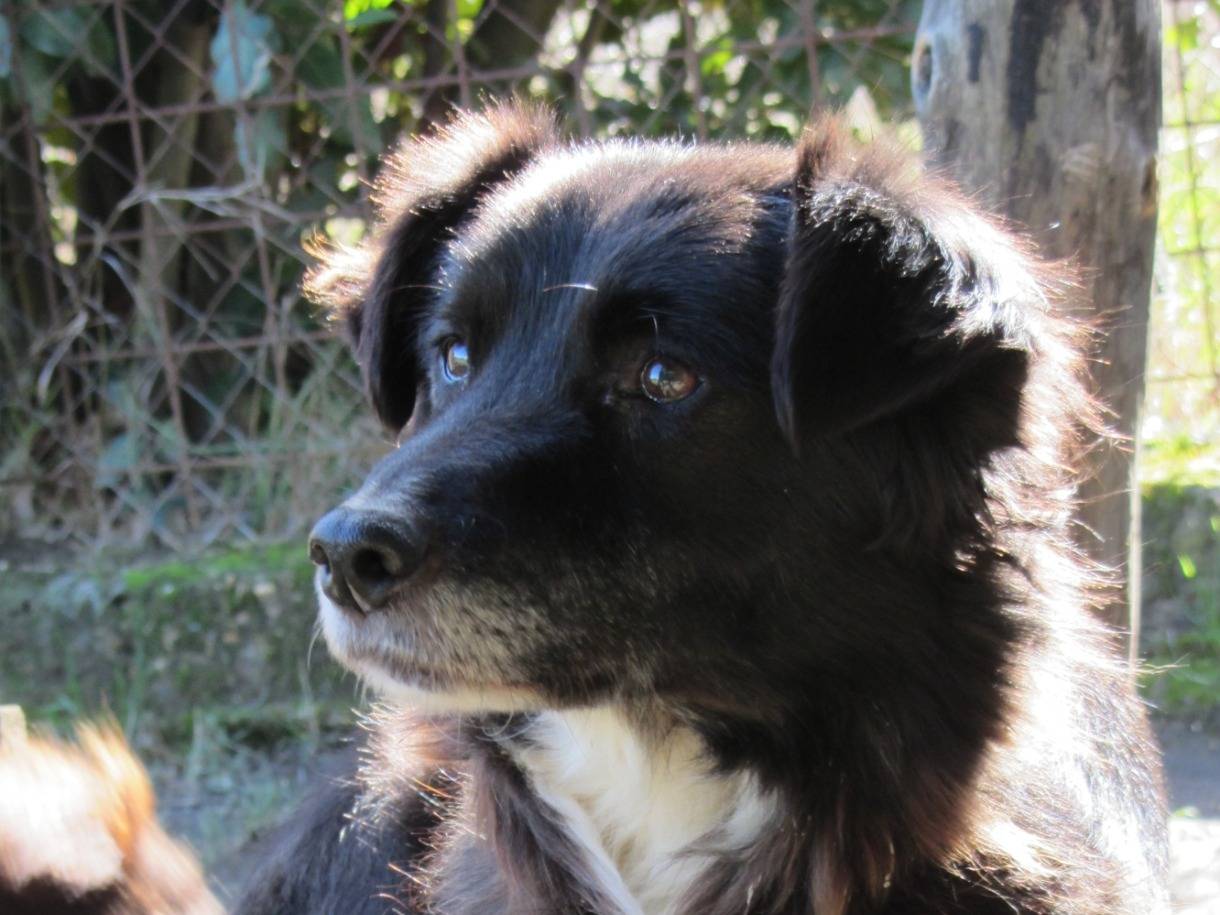Adozione cane, maschio, Border Collie Razza sconosciuta, 5 anni e 5 mesi, taglia media contenuta, Roma