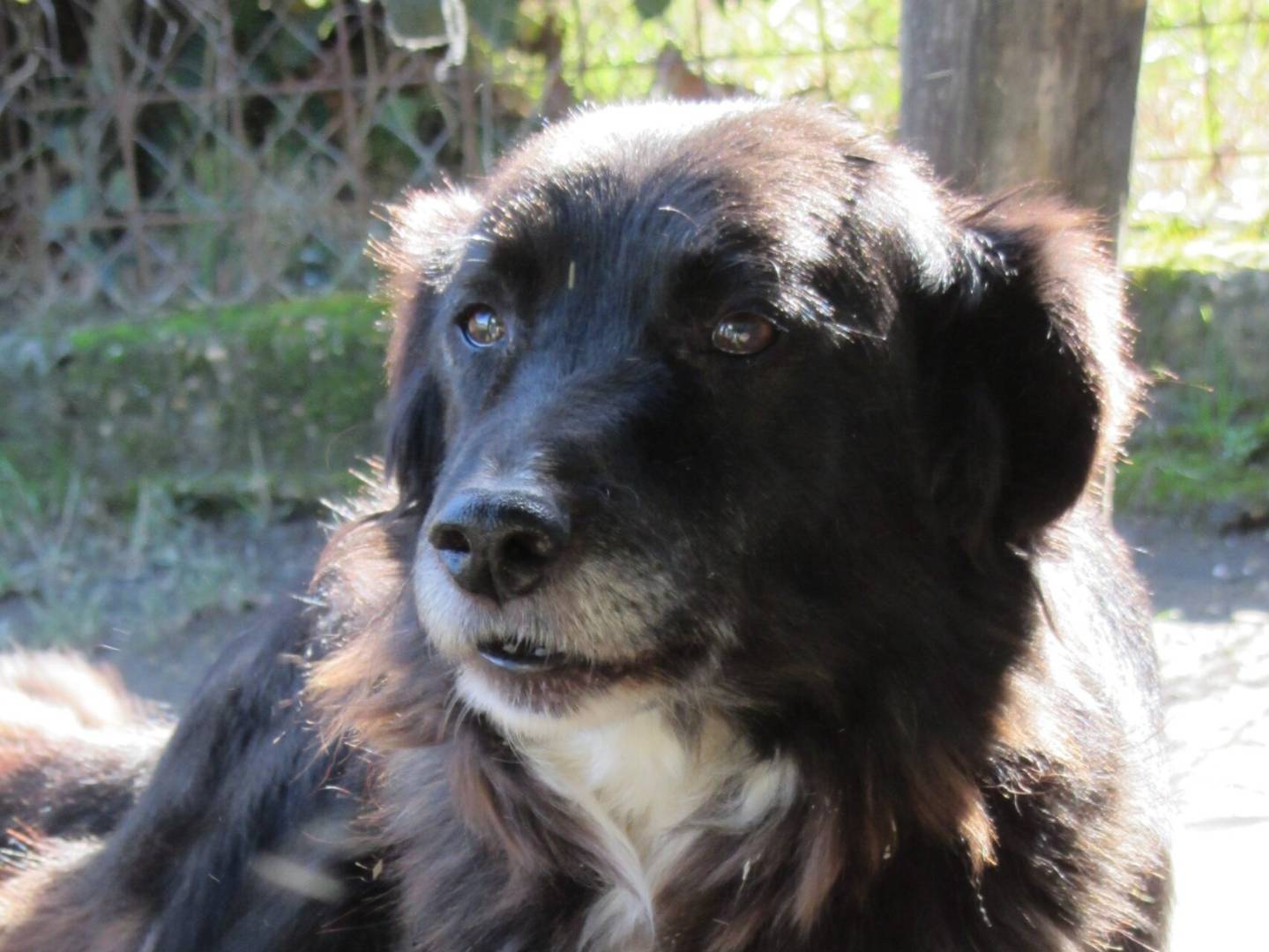 Adotta un cane, maschio, 5 anni e 5 mesi, Roma