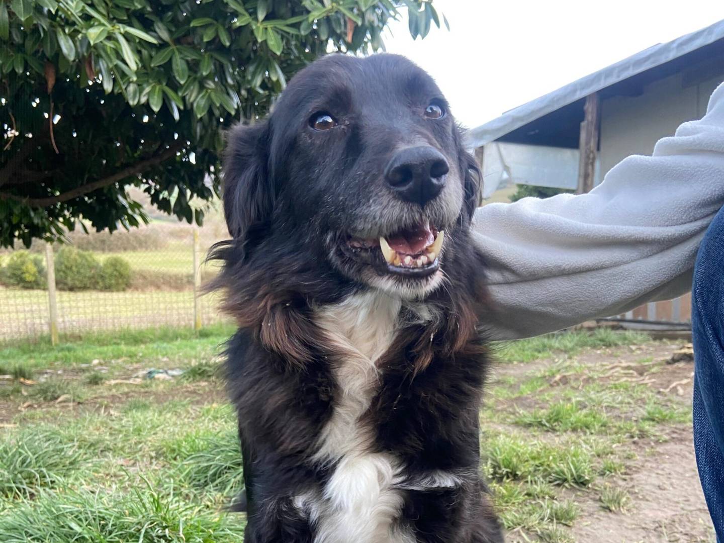 Adotta un cane, taglia media contenuta, maschio, Roma
