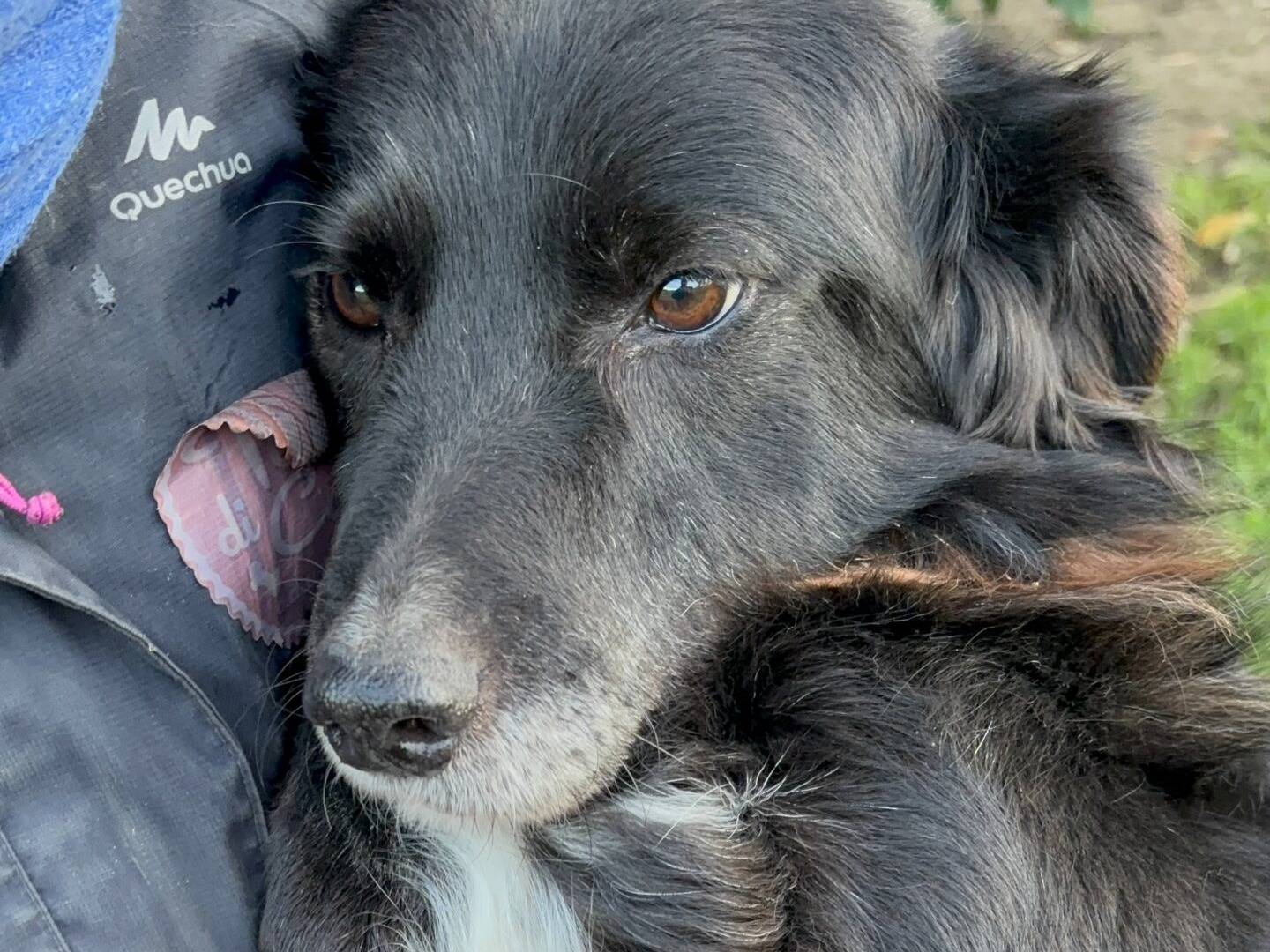 Adotta il cane Daje a Roma