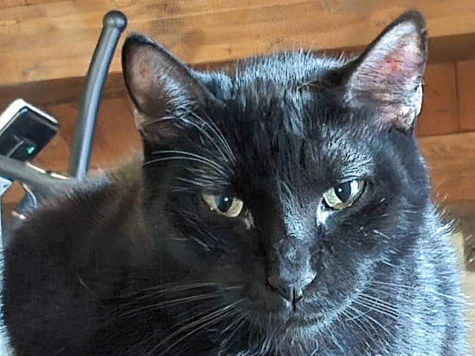 Adozione gatto, femmina, Razza sconosciuta Razza sconosciuta, 2 anni e 2 mesi, taglia non valida, Siracusa