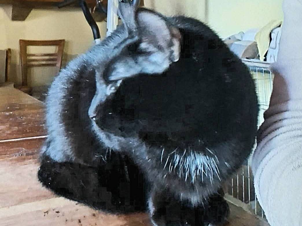 Adotta un gatto, femmina, 2 anni e 2 mesi, Siracusa