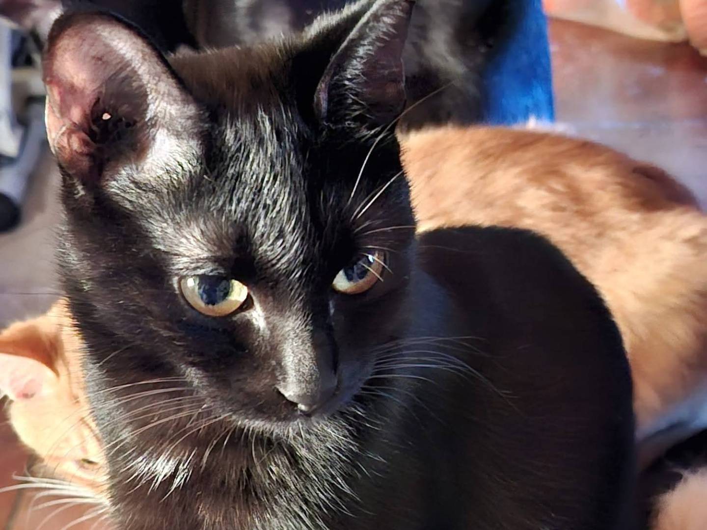 Adozione gatto, femmina, Razza sconosciuta Razza sconosciuta, 9 mesi, taglia non valida, Siracusa