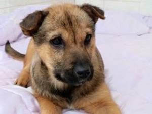 Adozione cane, femmina, Razza sconosciuta Razza sconosciuta, 2 mesi, taglia media, Taranto