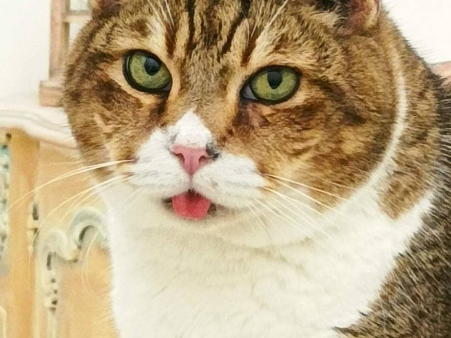 Adozione gatto, maschio, Razza sconosciuta Razza sconosciuta, 12 anni e 4 mesi, taglia non valida, Napoli