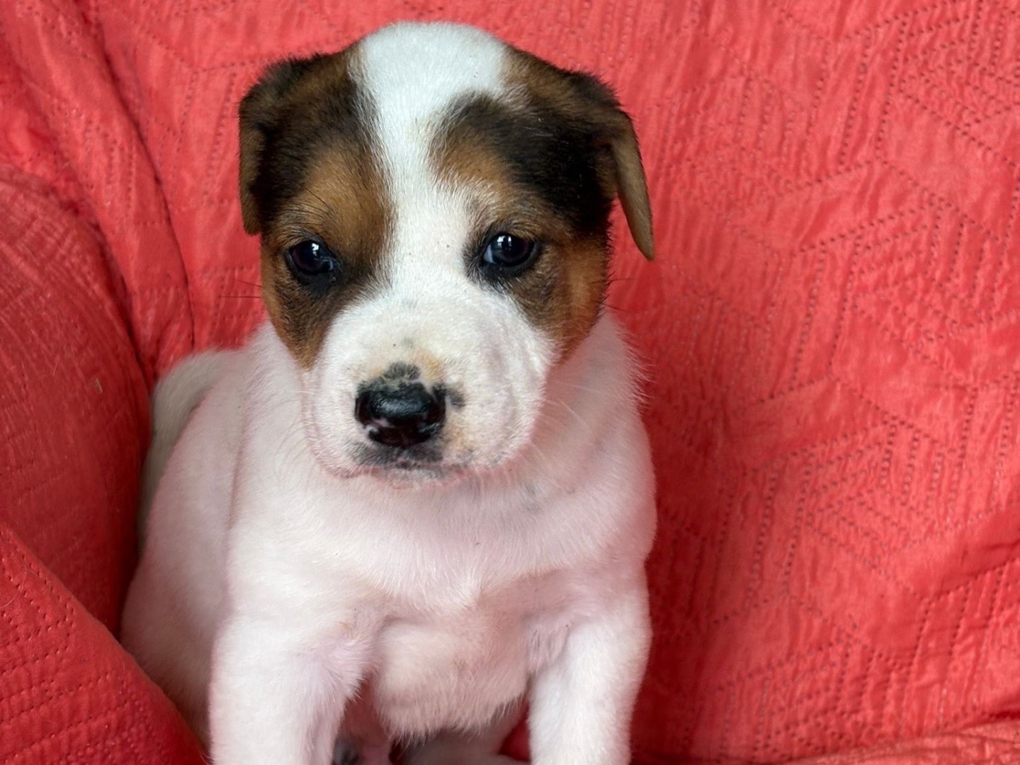 Adozione cane, maschio, Razza sconosciuta Razza sconosciuta, 2 mesi, taglia media, Siracusa