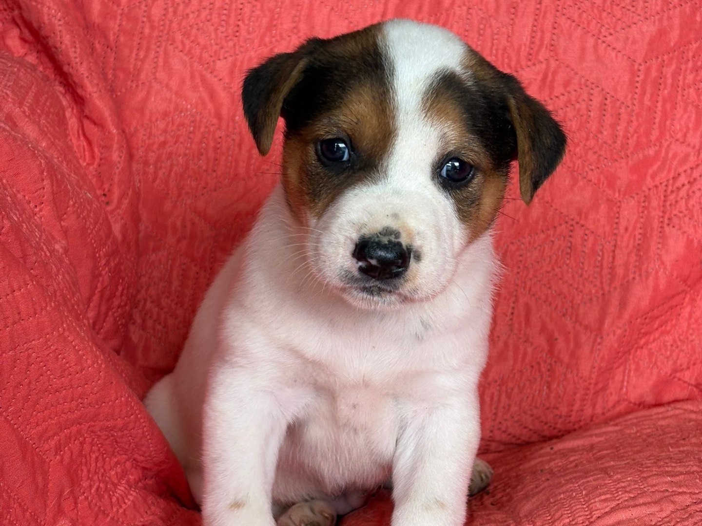 Adotta un cane, maschio, 2 mesi, Siracusa