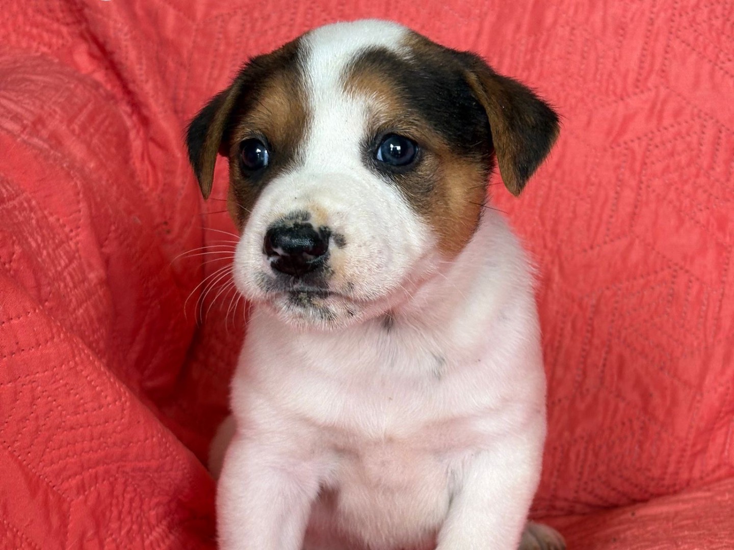 Adotta un cane, taglia media, maschio, Siracusa
