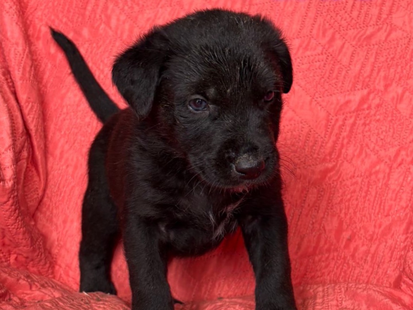 Adotta un cane, maschio, 2 mesi, Siracusa
