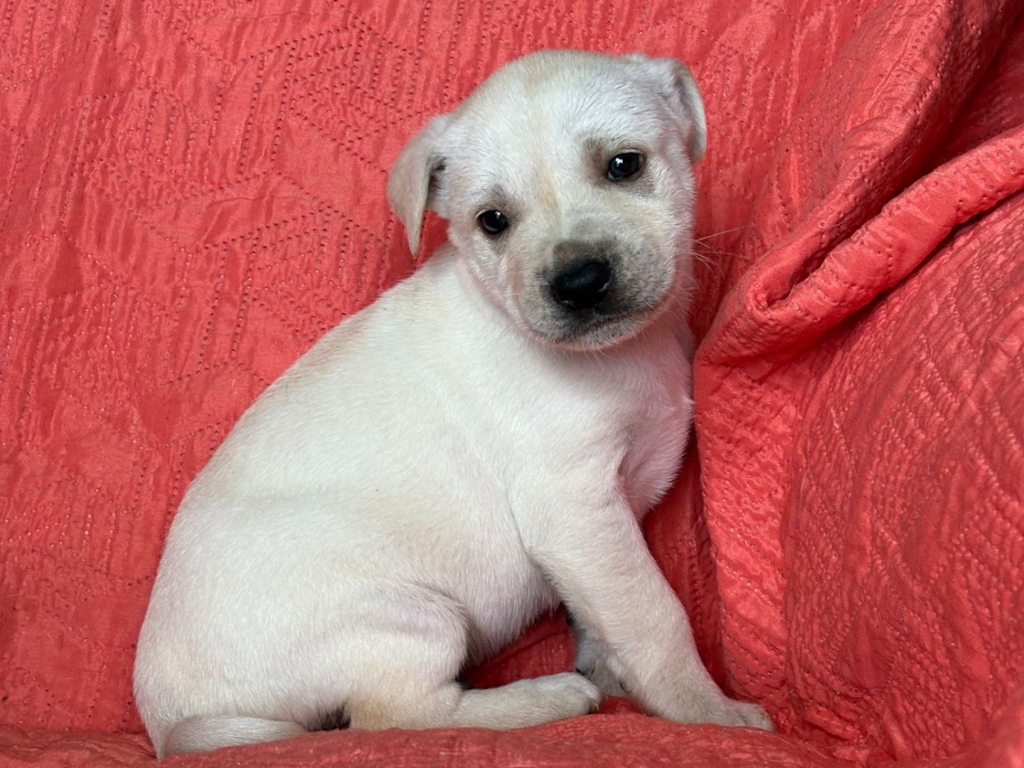 Adozione cane, maschio, Razza sconosciuta Razza sconosciuta, 2 mesi, taglia media, Siracusa