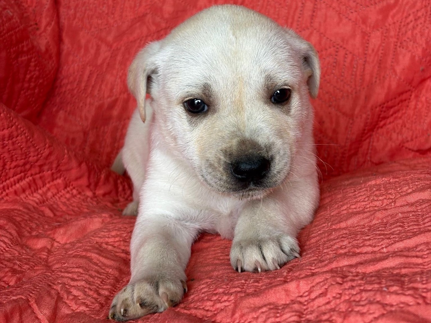 Adotta un cane, maschio, 2 mesi, Siracusa