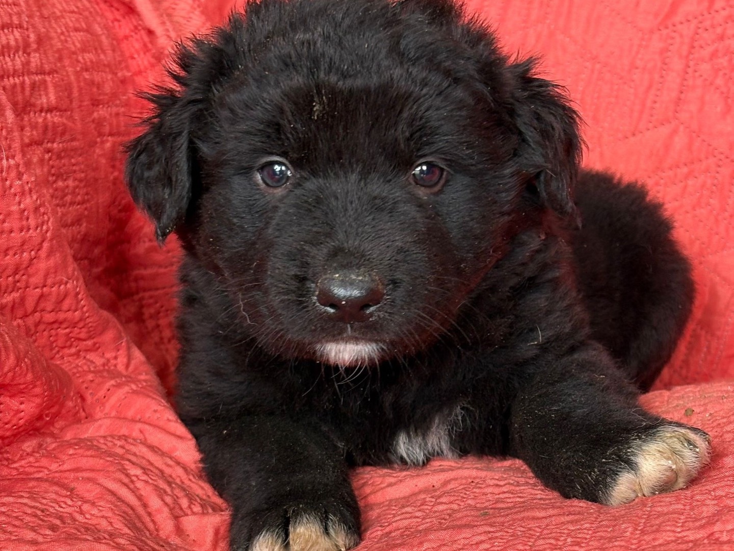 Adozione cane, maschio, Razza sconosciuta Razza sconosciuta, 2 mesi, taglia media, Siracusa