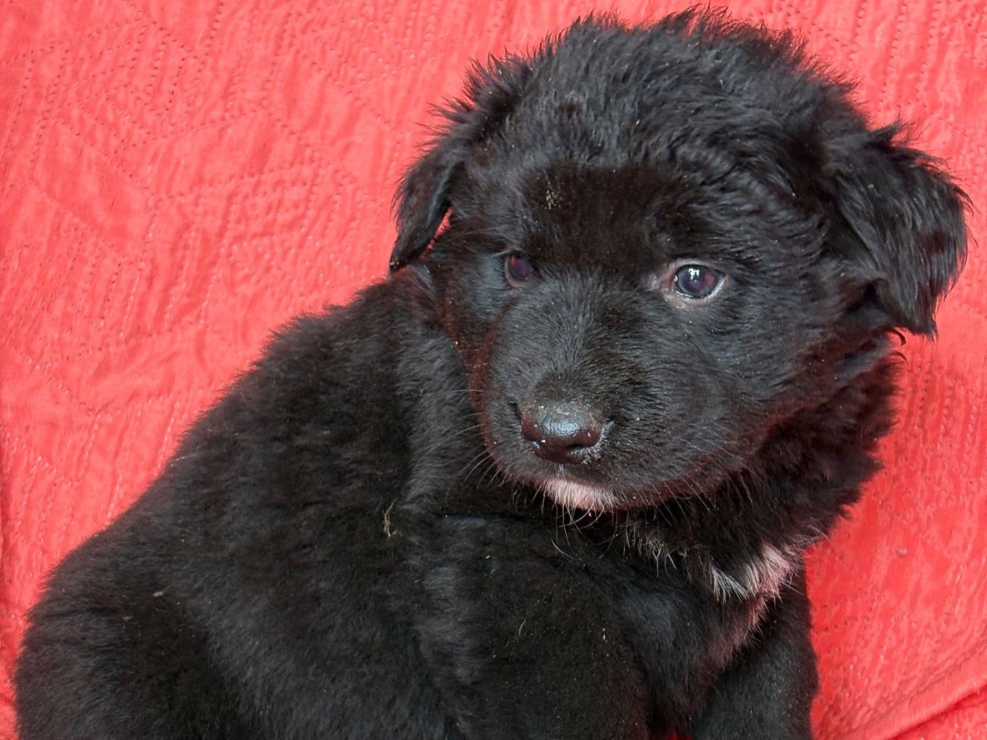 Adotta un cane, maschio, 2 mesi, Siracusa