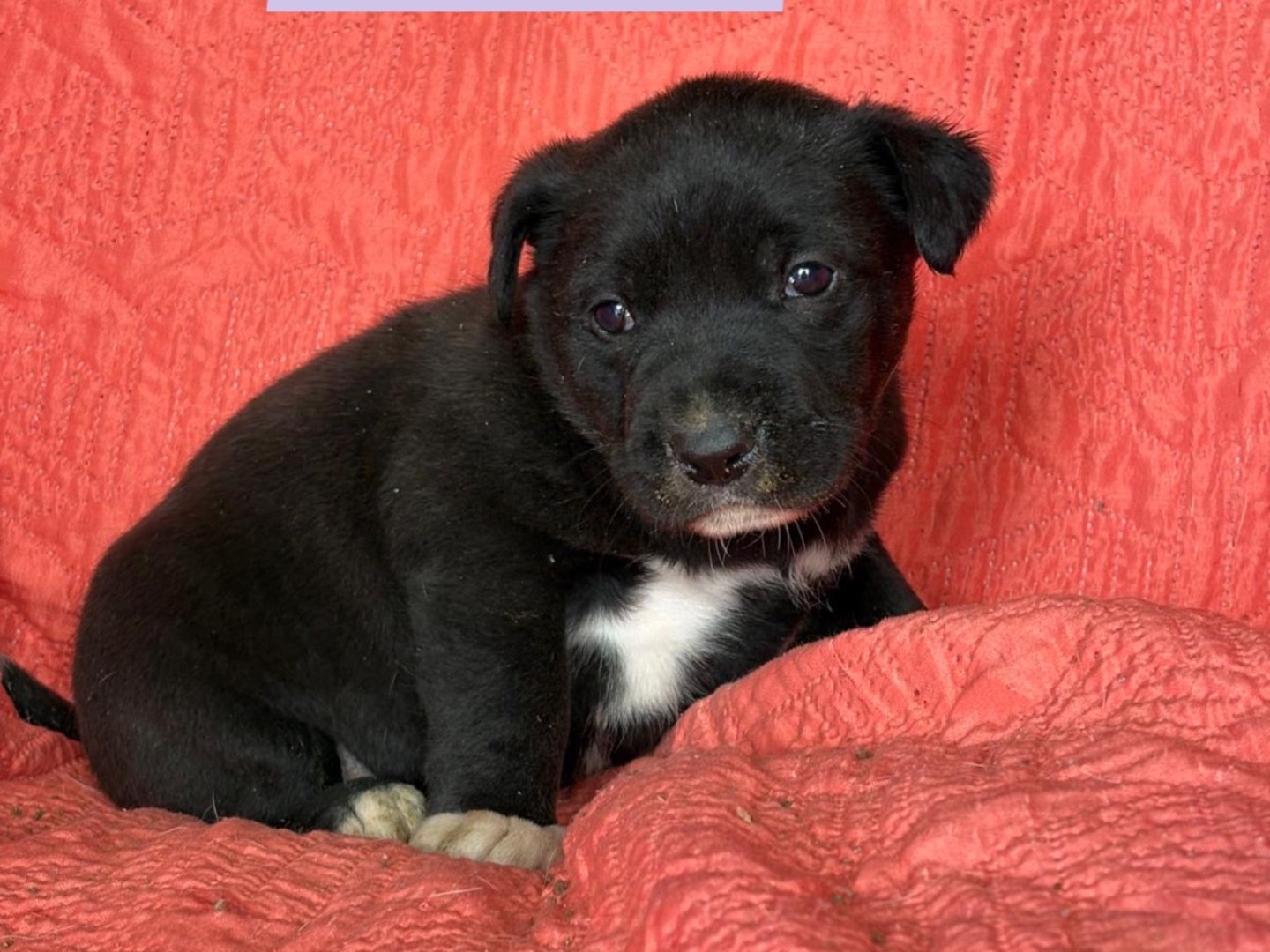 Adozione cane, maschio, Razza sconosciuta Razza sconosciuta, 2 mesi, taglia media, Siracusa