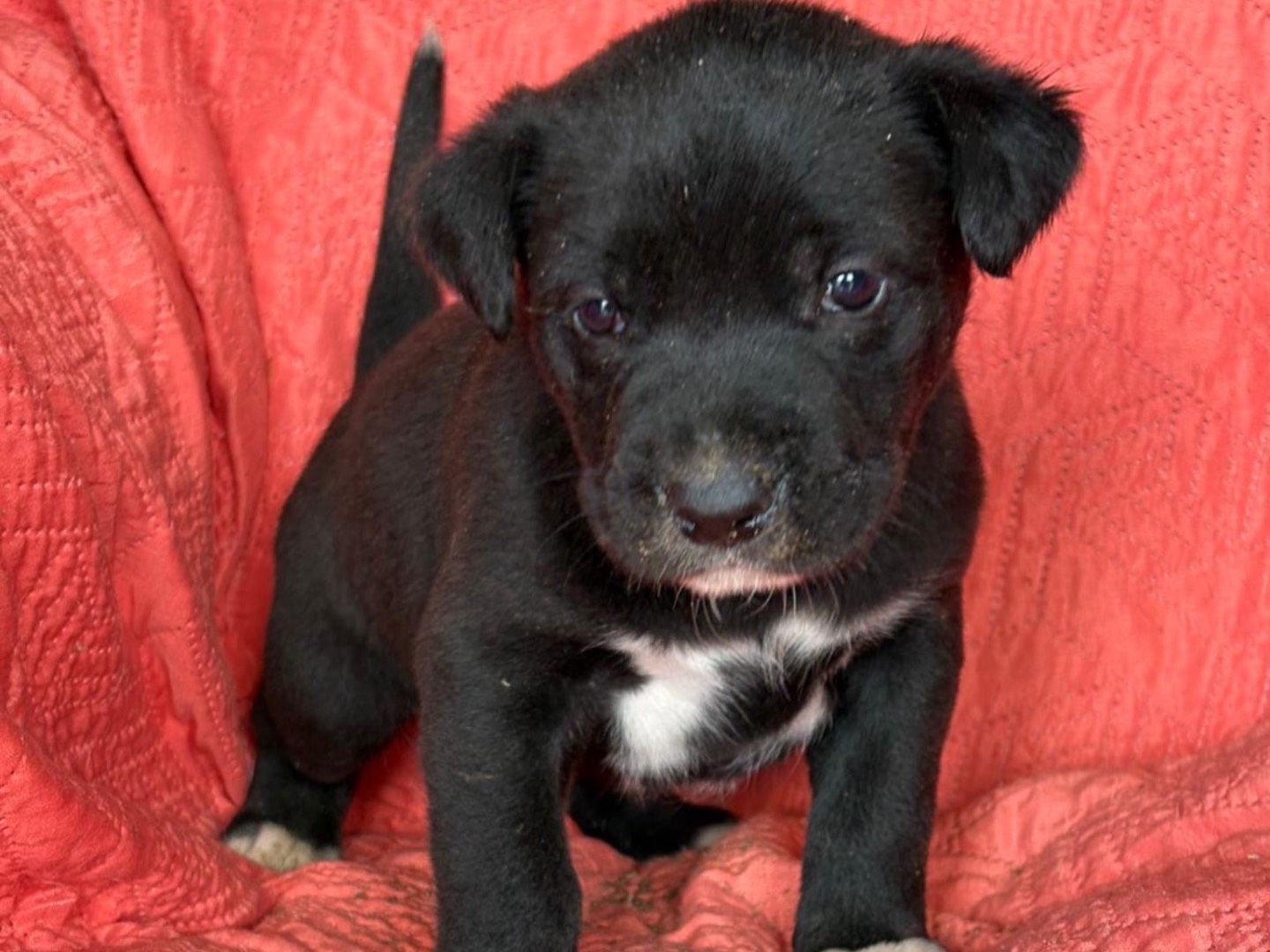 Adotta un cane, maschio, 2 mesi, Siracusa