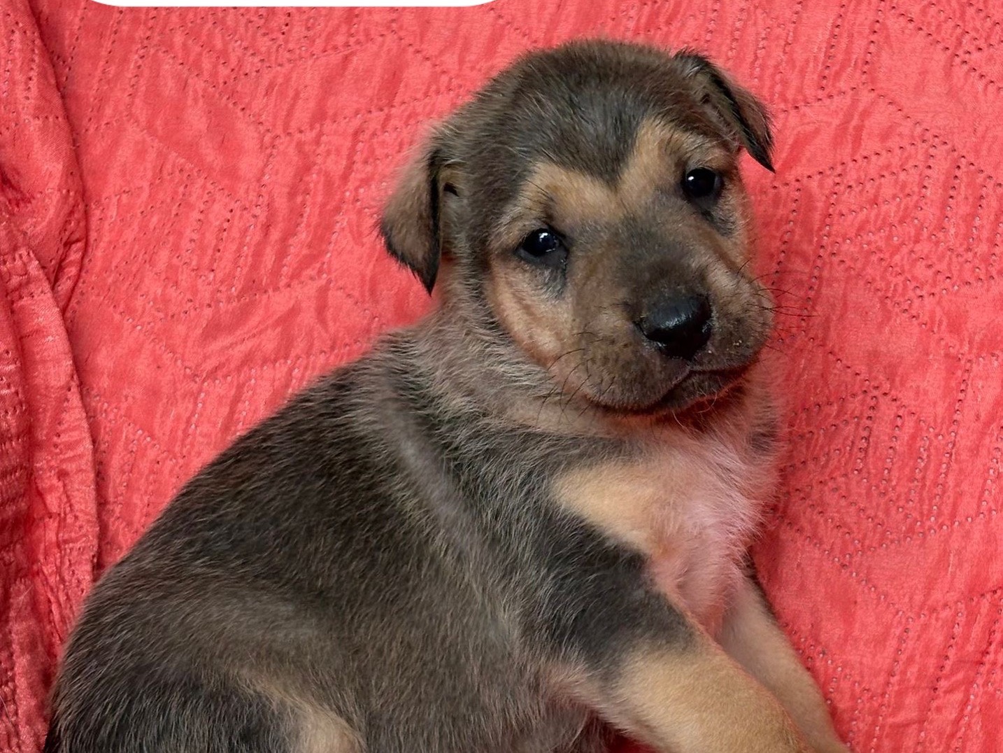 Adotta un cane, maschio, 2 mesi, Siracusa