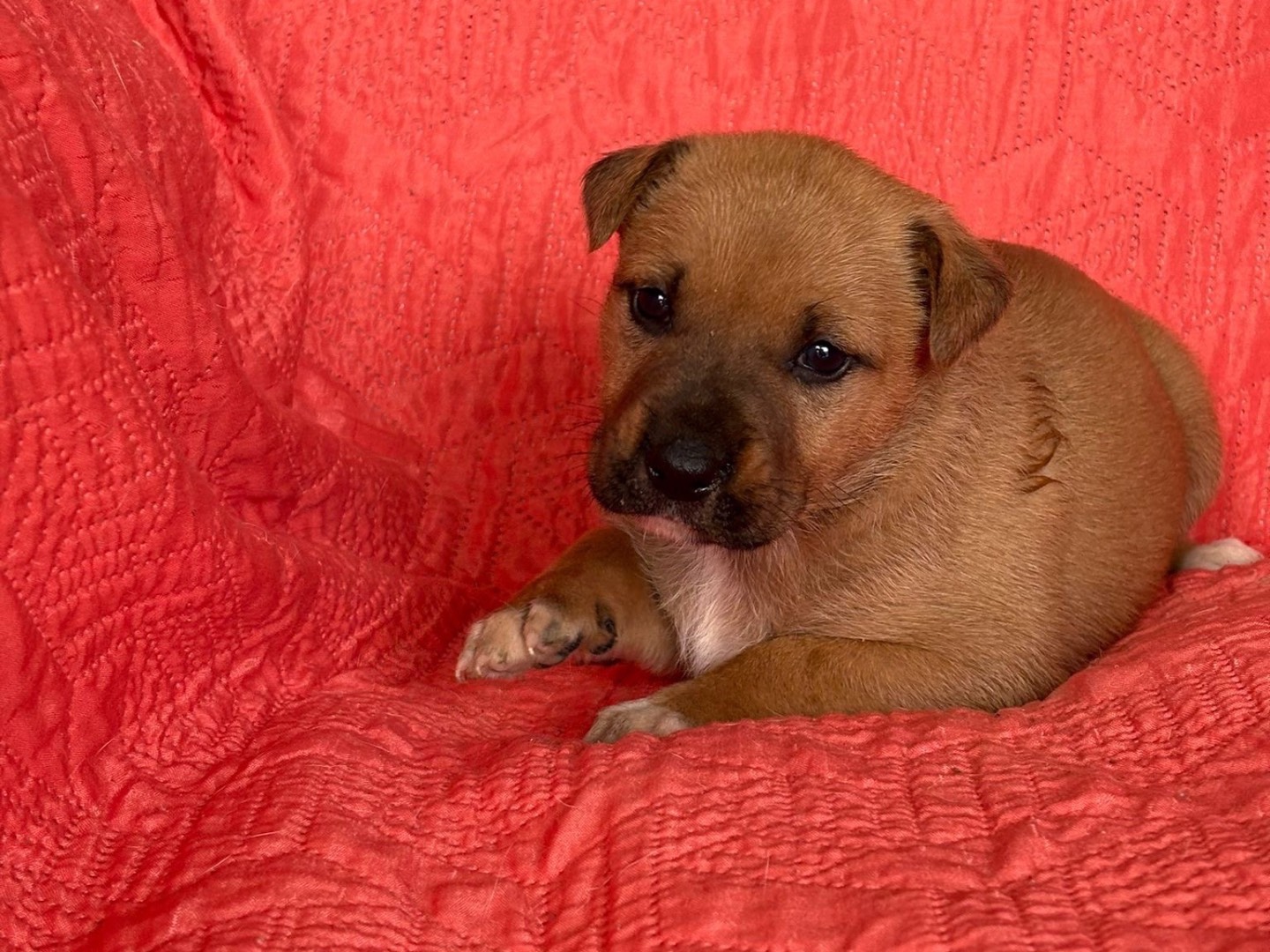 Adozione cane, femmina, Razza sconosciuta Razza sconosciuta, 2 mesi, taglia media, Siracusa