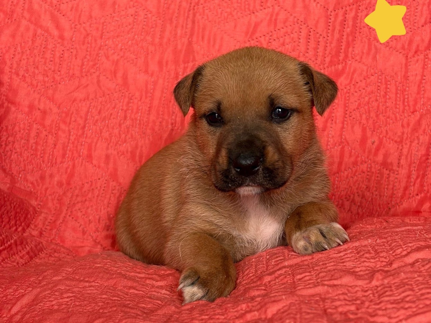 Adotta un cane, femmina, 2 mesi, Siracusa