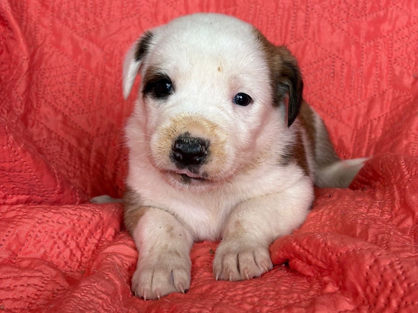 Adozione cane, femmina, Razza sconosciuta Razza sconosciuta, 2 mesi, taglia media, Siracusa
