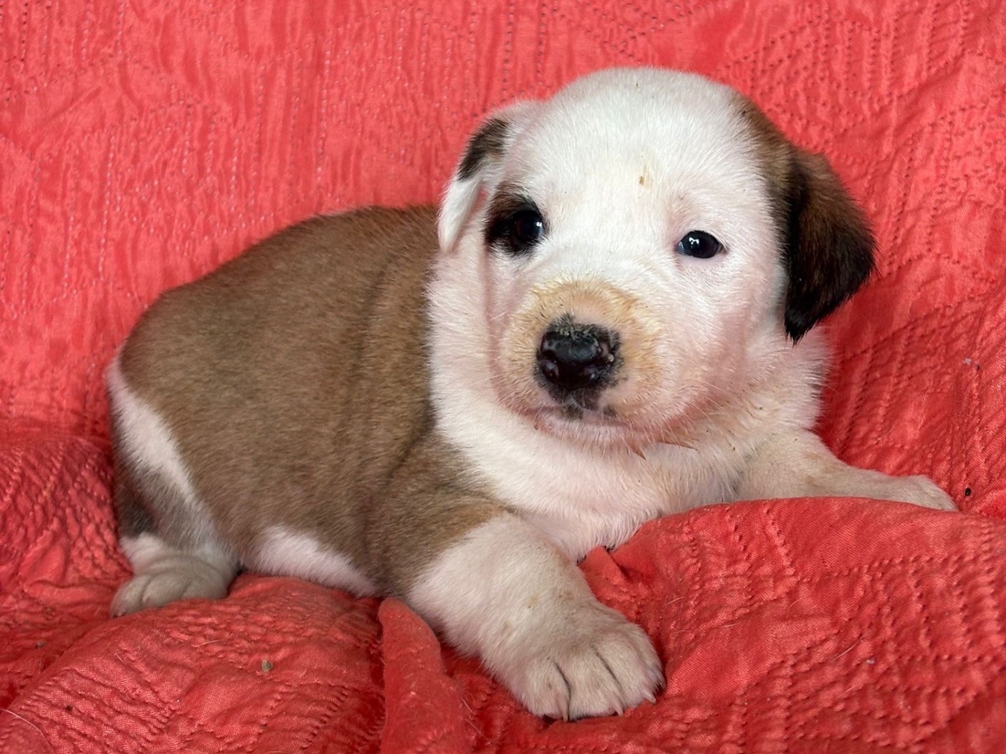 Adotta un cane, femmina, 2 mesi, Siracusa