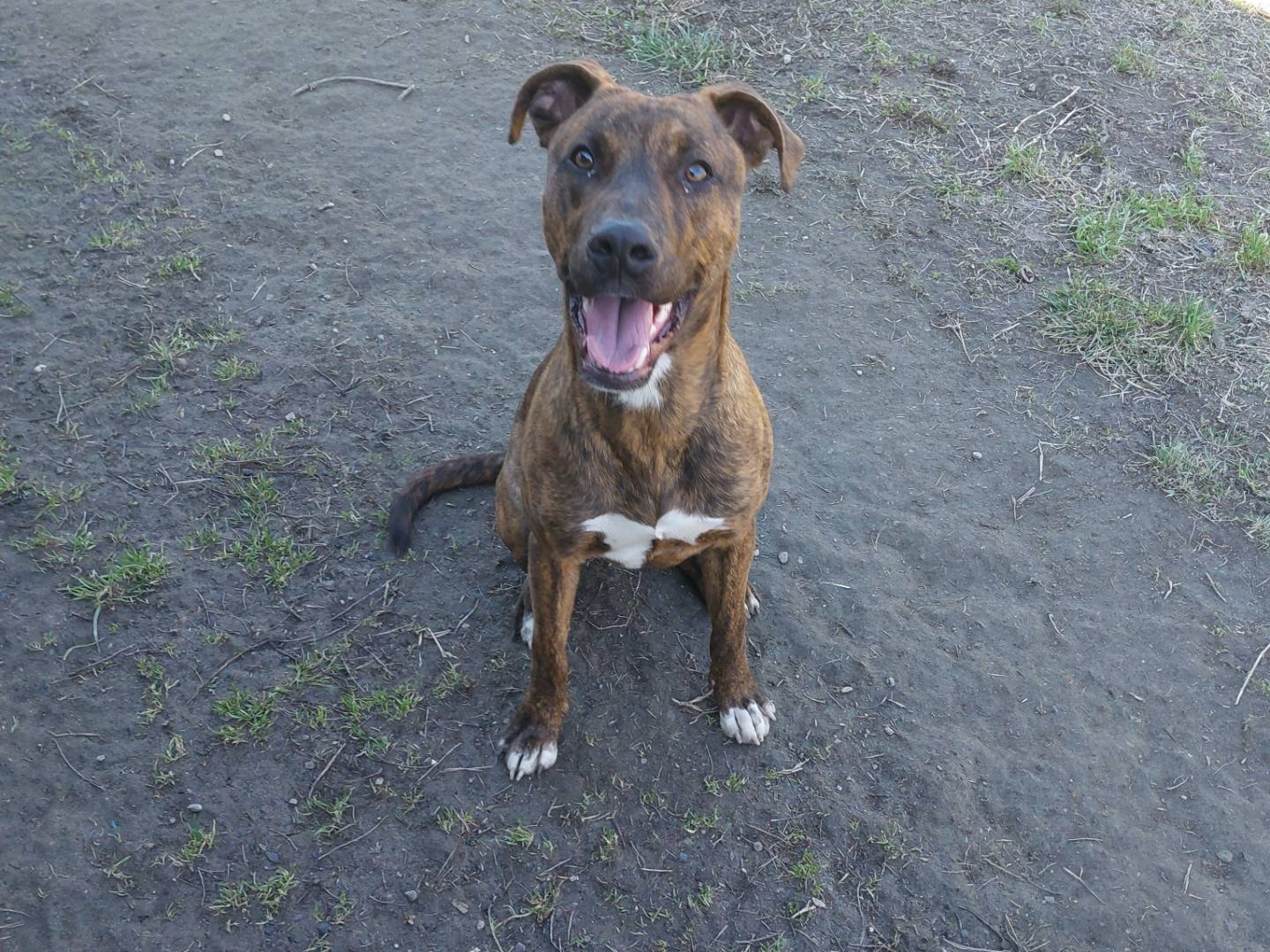 Adotta un cane, maschio, 9 mesi, Torino