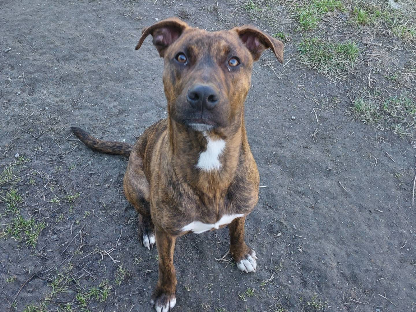 Adotta un cane, taglia media contenuta, maschio, Torino