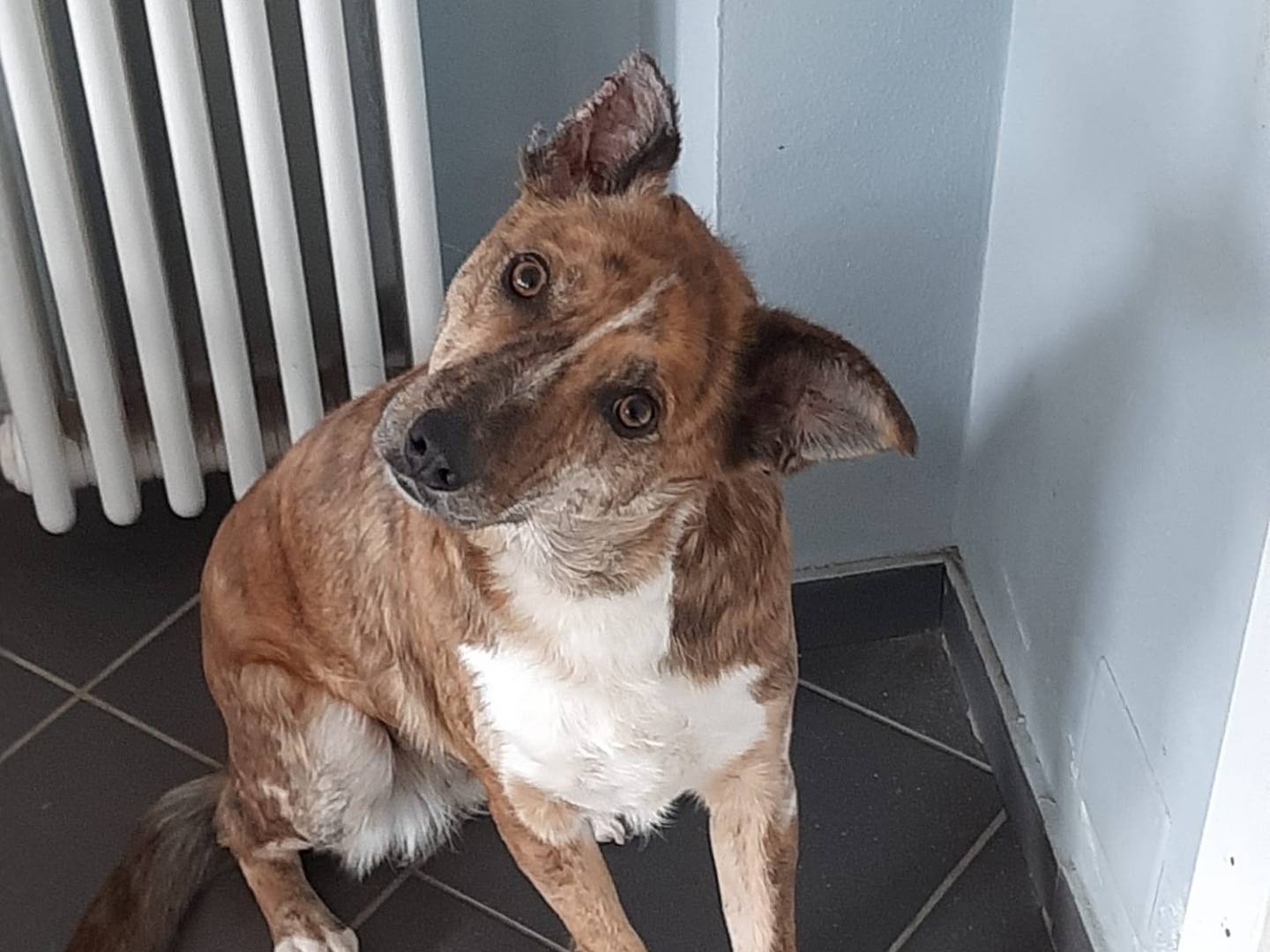 Adozione cane, femmina, Razza sconosciuta Razza sconosciuta, 3 anni e 1 mese, taglia media, Torino