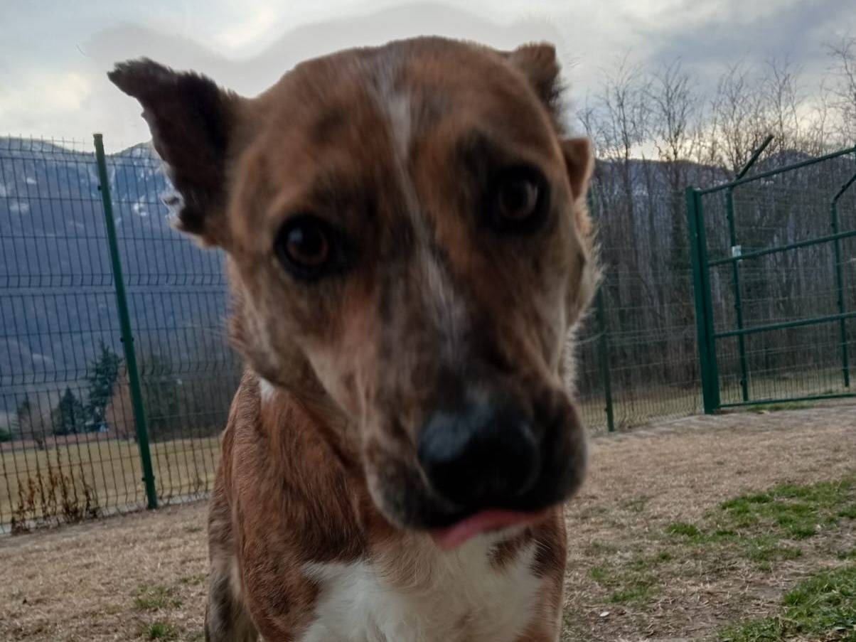 Adotta un cane, femmina, 3 anni e 1 mese, Torino