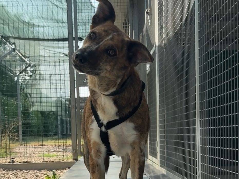 Adotta un cane, taglia media, femmina, Torino