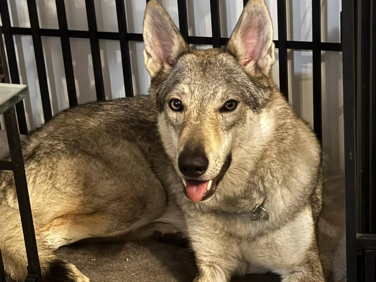 Adozione cane, femmina, Cane lupo Cecoslovacco Razza sconosciuta, 11 mesi, taglia media, Torino