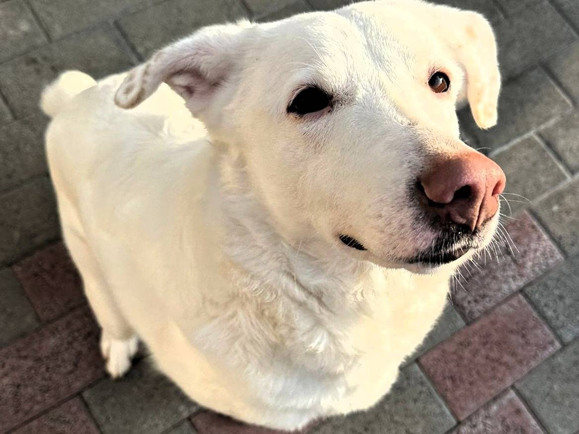 Adozione cane, femmina, Razza sconosciuta Razza sconosciuta, 5 anni, taglia media, Milano