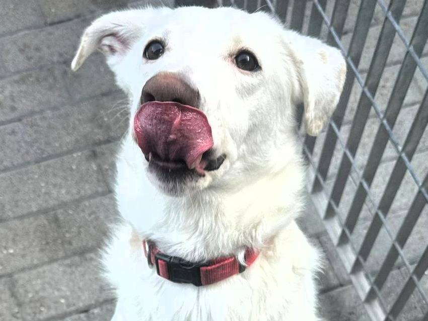 Adotta un cane, femmina, 5 anni, Milano