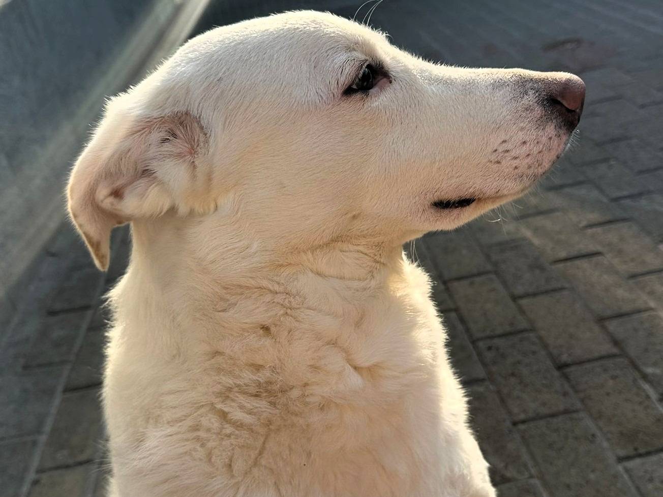 Adotta un cane, taglia media, femmina, Milano
