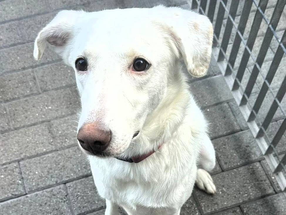 Vuoi adottare un cane a Milano?