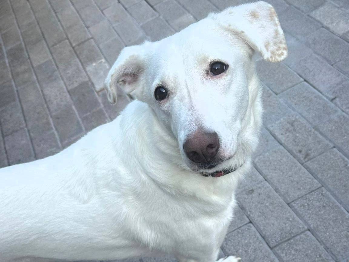 Adotta il cane GENNA a Milano