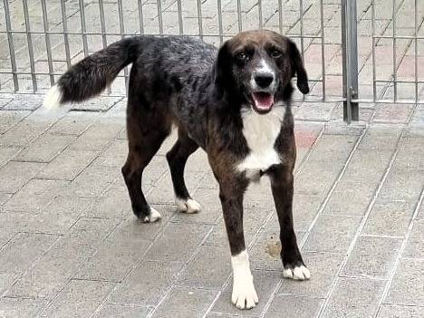 Adozione cane, maschio, Razza sconosciuta Razza sconosciuta, 5 anni e 2 mesi, taglia media, Milano
