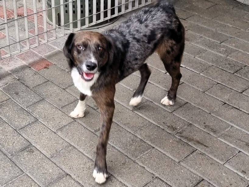 Adotta un cane, taglia media, maschio, Milano