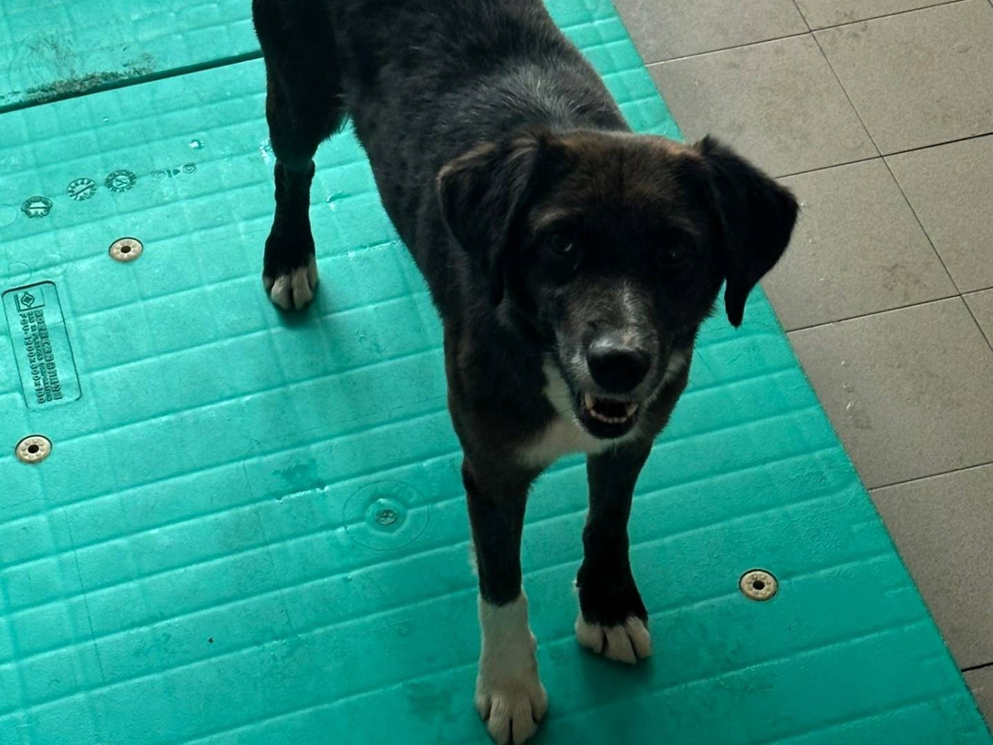 Adotta il cane CASPER a Milano