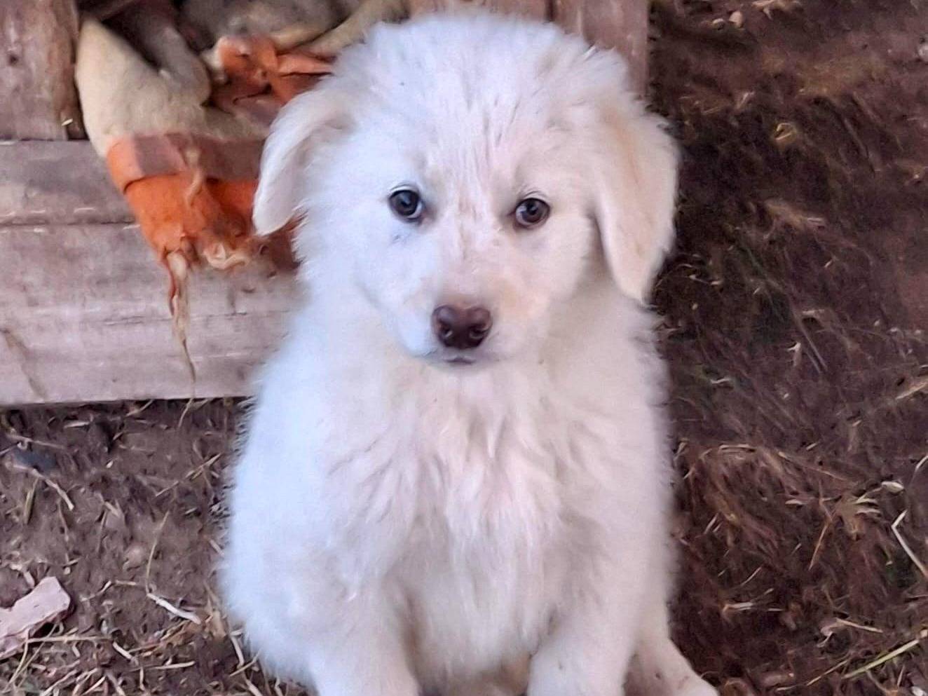 Adozione cane, maschio, Razza sconosciuta Razza sconosciuta, 3 mesi, taglia media, Crotone