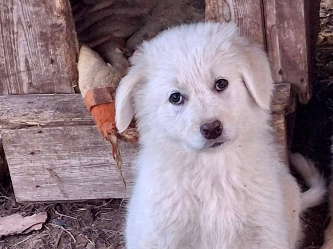 Adotta un cane, maschio, 3 mesi, Crotone