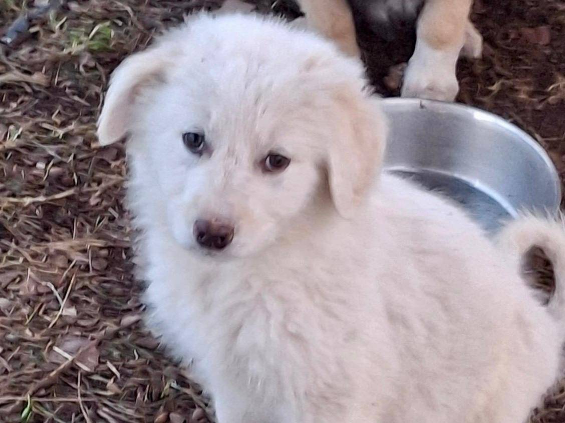 Adotta un cane, taglia media, maschio, Crotone