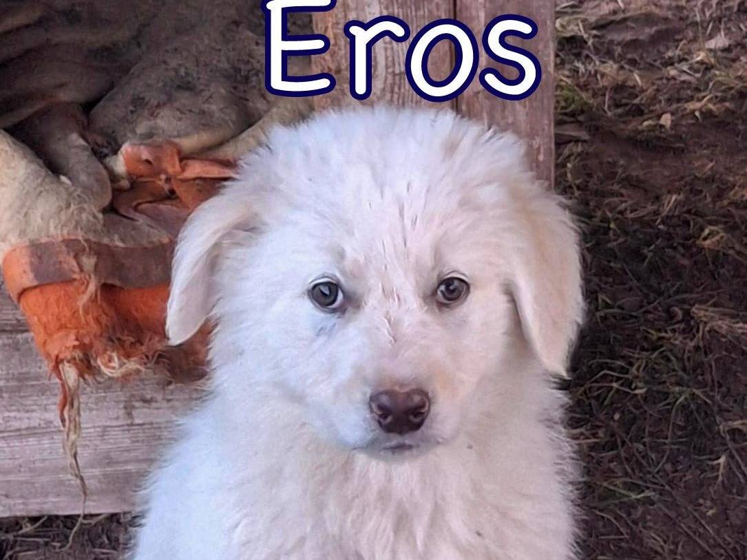 Vuoi adottare un cane a Crotone?