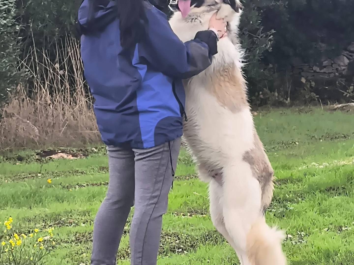Adozione cane, maschio, Razza sconosciuta Razza sconosciuta, 11 mesi, taglia grande, Bari