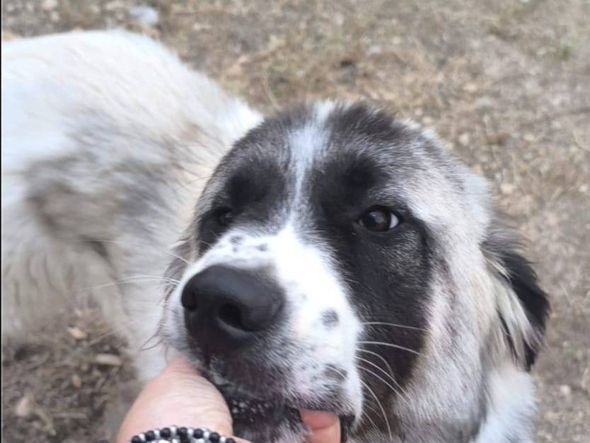 Adotta un cane, maschio, 11 mesi, Bari